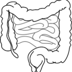 サンスターラクトフェリンS 健康道場、ダイエットはお通じから改善