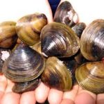 肝臓機能ケアサプリ しじみにんにく卵黄 の 口コミ リピートが凄い