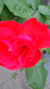 赤い薔薇1