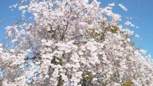 枝垂桜2